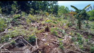  Destruction de cultures illégales en forêt départementale de Songoro Mbili.